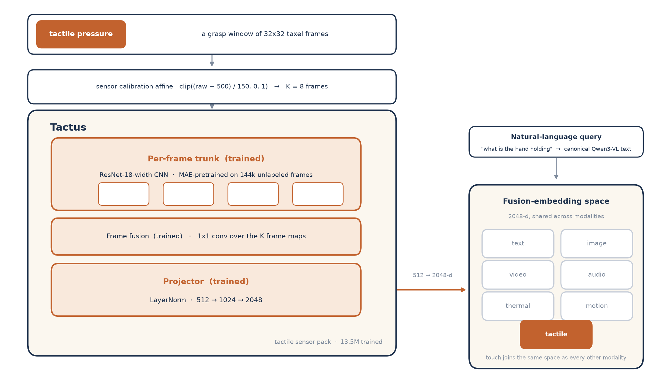 tactus architecture: a grasp window of 32x32 taxel frames passes through a sensor calibration affine, a trained mae-pretrained cnn trunk, frame fusion, and a projector into the shared 2048-d space.